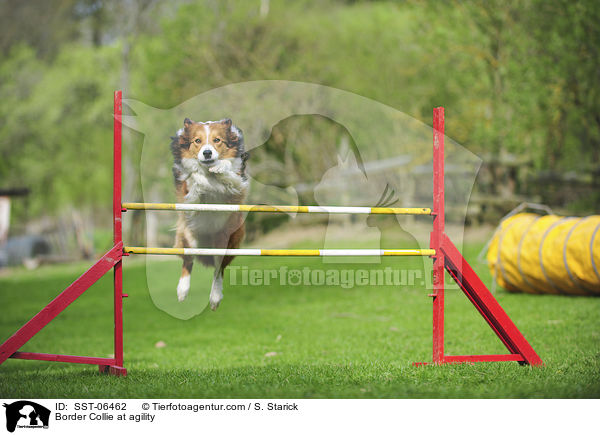 Border Collie beim Agility / Border Collie at agility / SST-06462