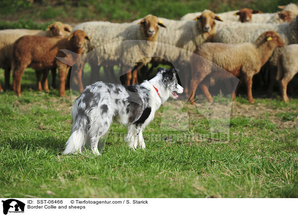 Border Collie and sheeps / SST-06466
