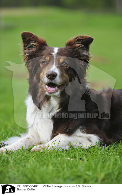 Border Collie / Border Collie / SST-06481