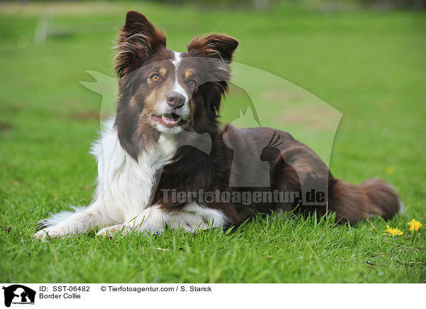 Border Collie / Border Collie / SST-06482