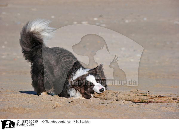 Border Collie / Border Collie / SST-06535