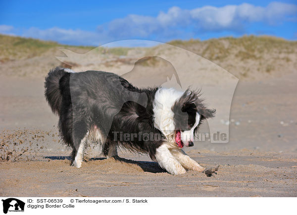 buddelnder Border Collie / digging Border Collie / SST-06539