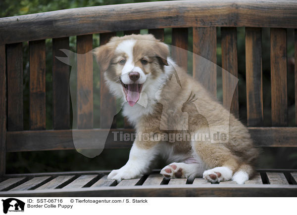 Border Collie Welpe / Border Collie Puppy / SST-06716