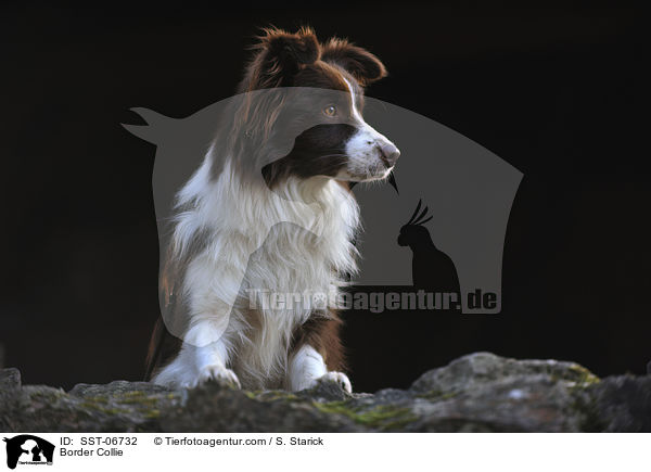 Border Collie / Border Collie / SST-06732