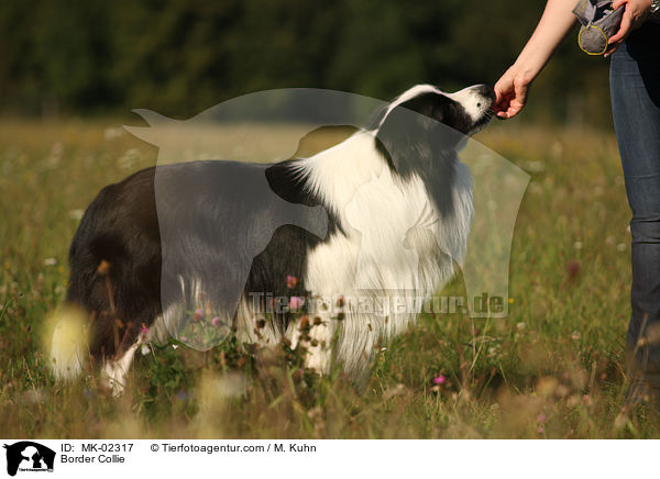 Border Collie / Border Collie / MK-02317