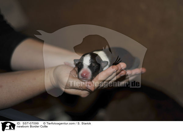 neugeborener Border Collie / newborn Border Collie / SST-07099
