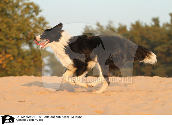rennender Border Collie / running Border Collie / MK-02604