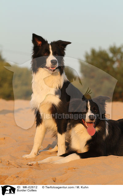Border Collies / Border Collies / MK-02612