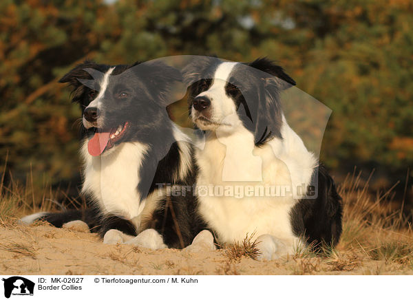 Border Collies / Border Collies / MK-02627