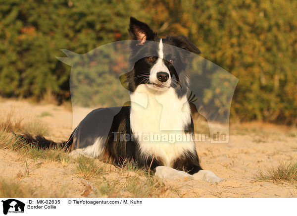 Border Collie / Border Collie / MK-02635