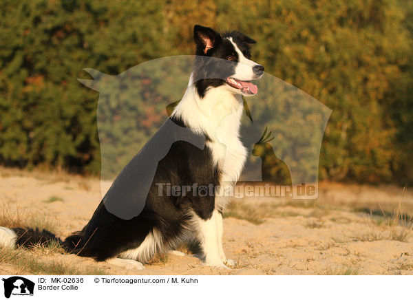 Border Collie / Border Collie / MK-02636