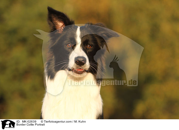Border Collie Portrait / Border Collie Portrait / MK-02639
