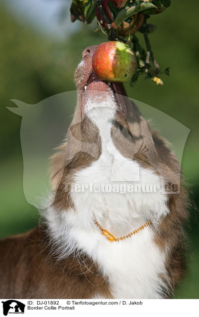 Border Collie Portrait / Border Collie Portrait / DJ-01892