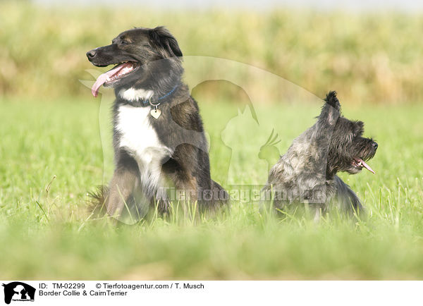 Border Collie & CairnTerrier / Border Collie & CairnTerrier / TM-02299