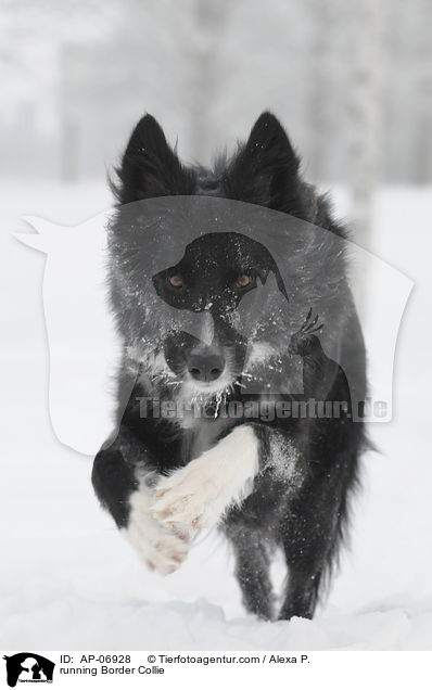 rennender Border Collie / running Border Collie / AP-06928