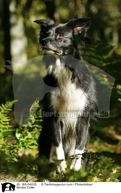 Border Collie / Border Collie / BS-04035