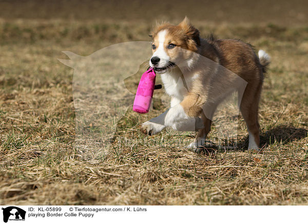 spielender Border Collie Welpe / playing Border Collie Puppy / KL-05899