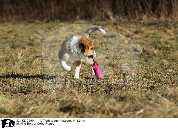 spielender Border Collie Welpe / playing Border Collie Puppy / KL-05904
