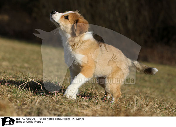 Border Collie Welpe / Border Collie Puppy / KL-05906