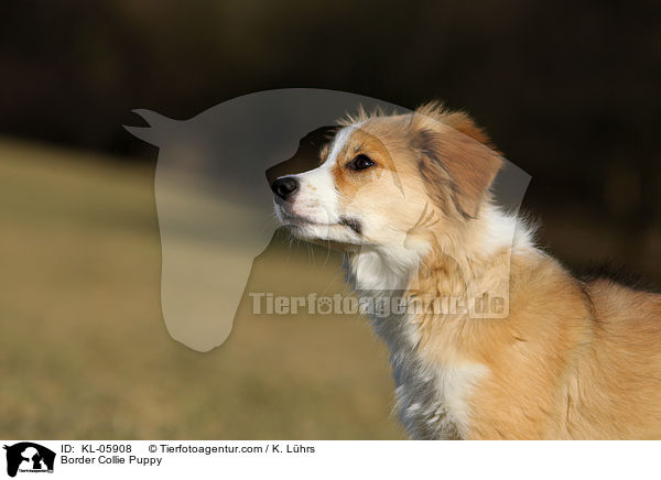 Border Collie Welpe / Border Collie Puppy / KL-05908