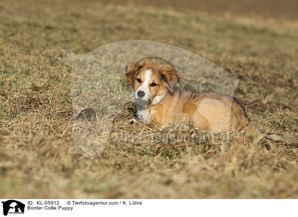 Border Collie Welpe / Border Collie Puppy / KL-05912