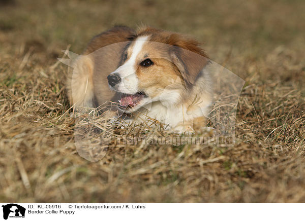 Border Collie Welpe / Border Collie Puppy / KL-05916