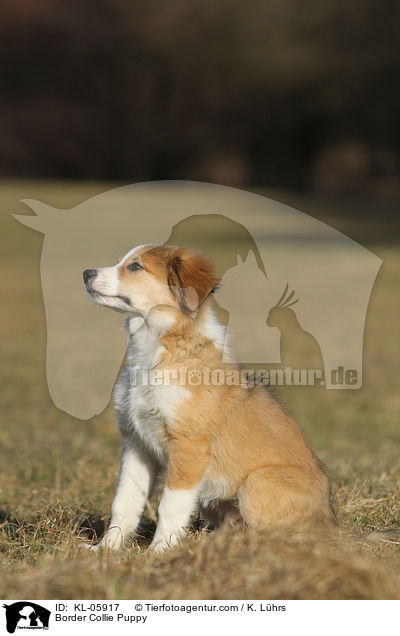 Border Collie Welpe / Border Collie Puppy / KL-05917