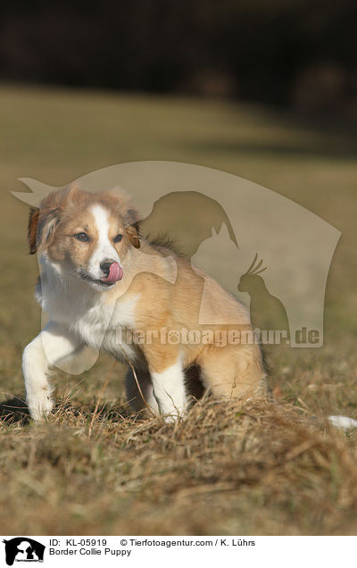 Border Collie Welpe / Border Collie Puppy / KL-05919