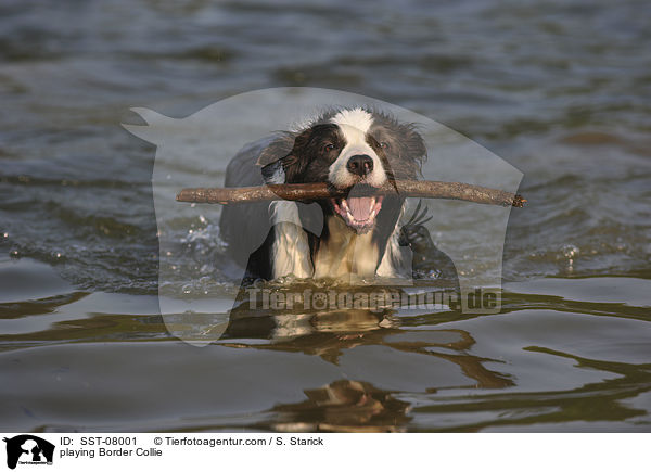 spielender Border Collie / playing Border Collie / SST-08001