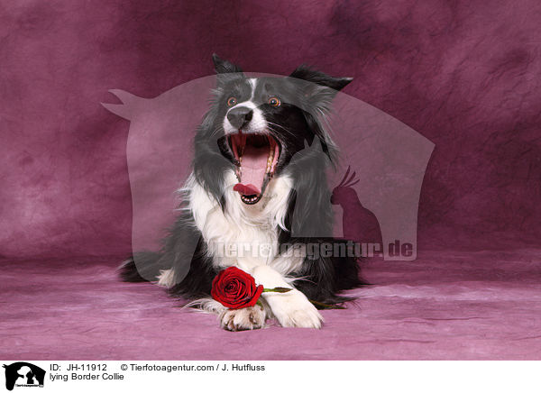 liegender Border Collie / lying Border Collie / JH-11912