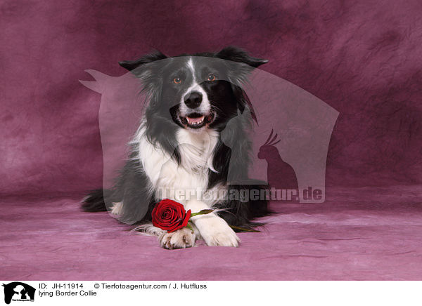 liegender Border Collie / lying Border Collie / JH-11914