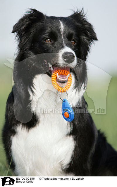 Border Collie / Border Collie / DJ-02356