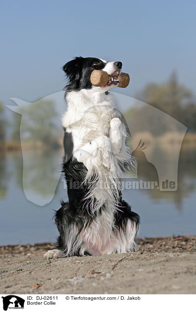 Border Collie / Border Collie / DJ-02611