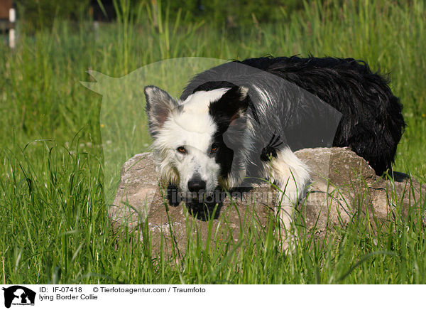 liegender Border Collie / lying Border Collie / IF-07418