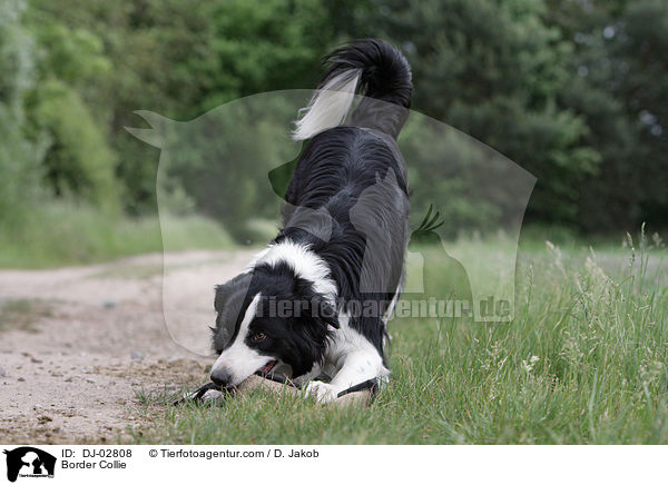 Border Collie / Border Collie / DJ-02808