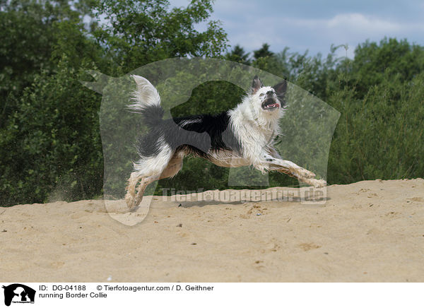 rennender Border Collie / running Border Collie / DG-04188