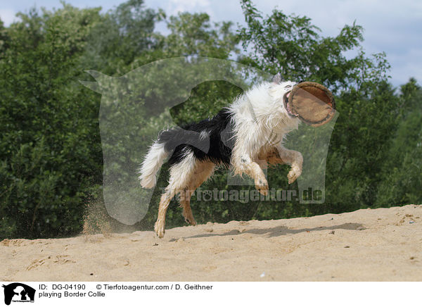 spielender Border Collie / playing Border Collie / DG-04190