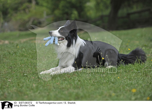 liegender Border Collie / lying Border Collie / SST-08372
