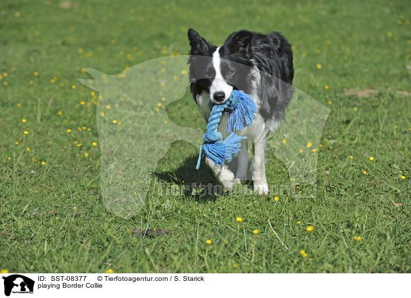 spielender Border Collie / playing Border Collie / SST-08377