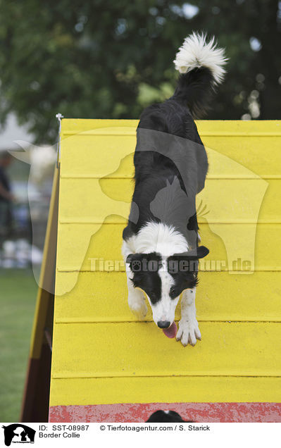 Border Collie beim Agility / Border Collie / SST-08987