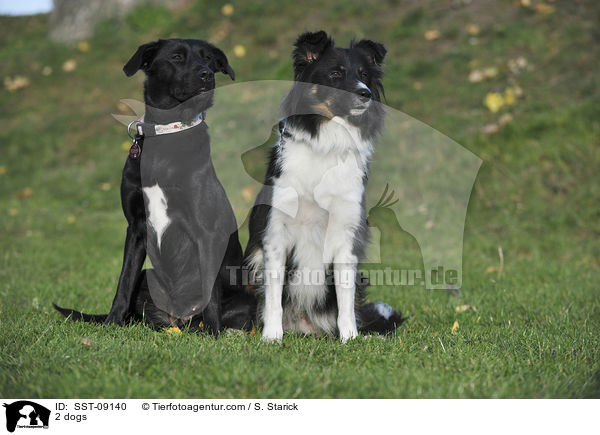 2 Hunde / 2 dogs / SST-09140