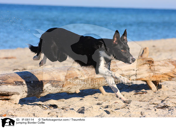 springender Border Collie / jumping Border Collie / IF-08114