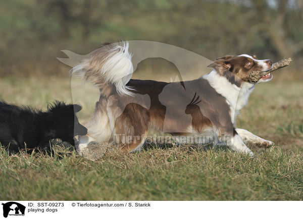 spielende Hunde / playing dogs / SST-09273