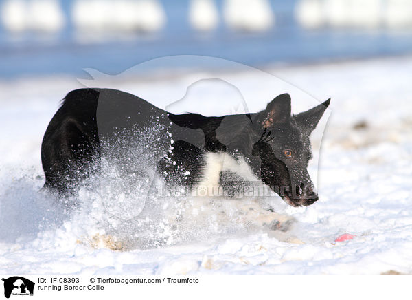 rennender Border Collie / running Border Collie / IF-08393