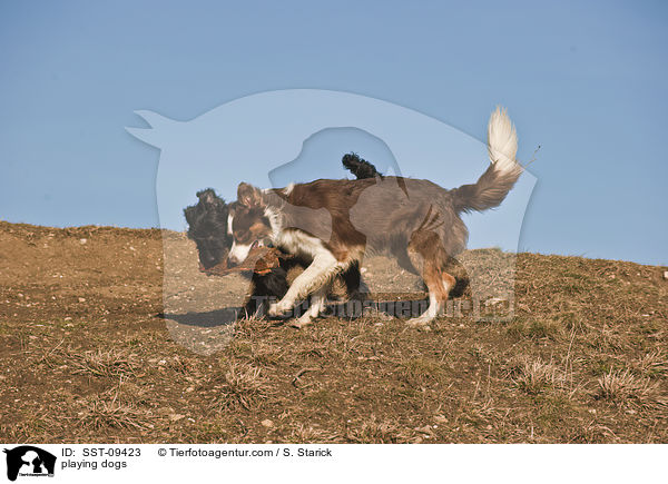 spielende Hunde / playing dogs / SST-09423