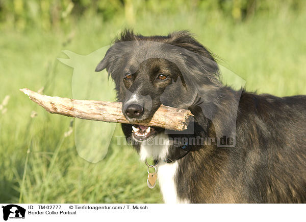 Border Collie Portrait / Border Collie Portrait / TM-02777