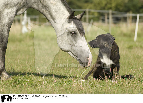 horse and dog / TM-02792