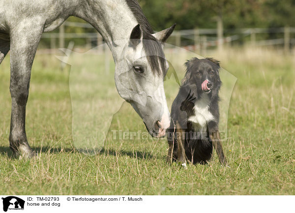 Pferd und Hund / horse and dog / TM-02793