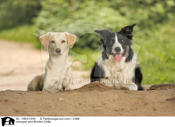 Mischling und Border Collie / mongrel and Border Collie / VM-01049