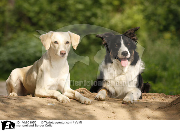 Mischling und Border Collie / mongrel and Border Collie / VM-01050
